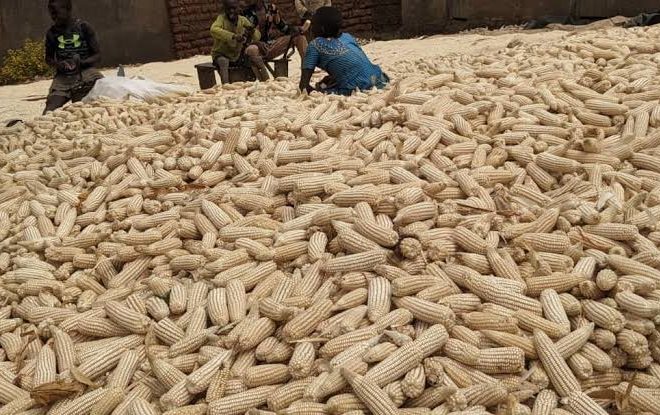 ‎Umusaruro w’ibigori wagabanutseho 11% mu 2025