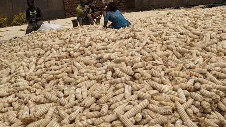 ‎Umusaruro w’ibigori wagabanutseho 11% mu 2025