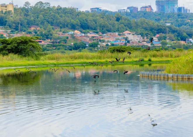 Urusobe rw’ibinyabuzima rwongeye kugaruka mu bishanga bya Kigali mu gihe ibikorwa byo kubisana biri kugana ku musozo