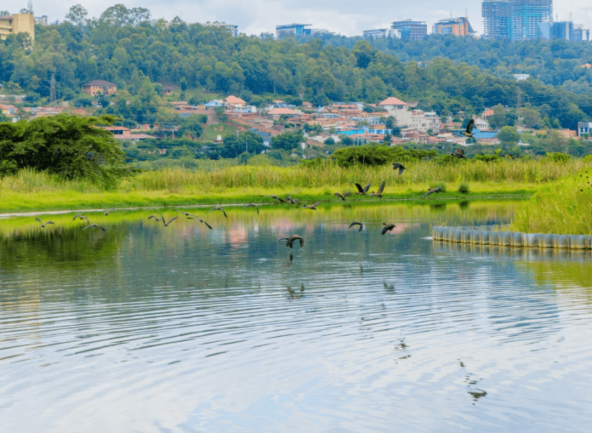 Urusobe rw’ibinyabuzima rwongeye kugaruka mu bishanga bya Kigali mu gihe ibikorwa byo kubisana biri kugana ku musozo