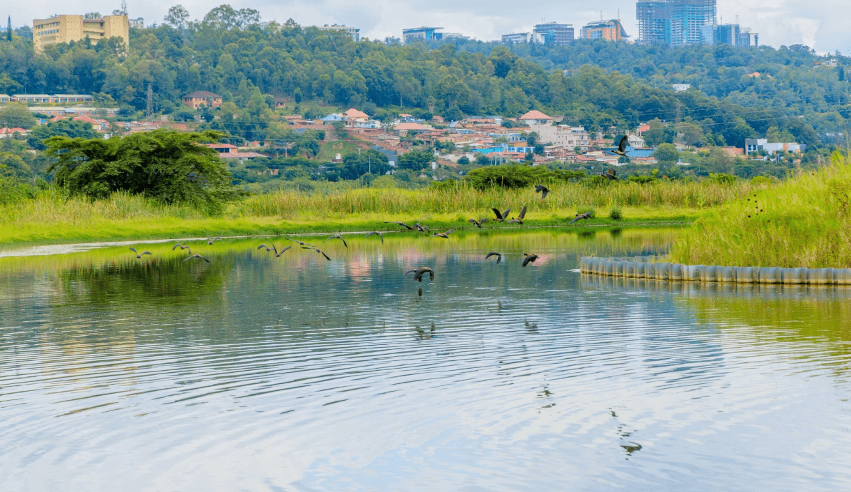 Urusobe rw’ibinyabuzima rwongeye kugaruka mu bishanga bya Kigali mu gihe ibikorwa byo kubisana biri kugana ku musozo